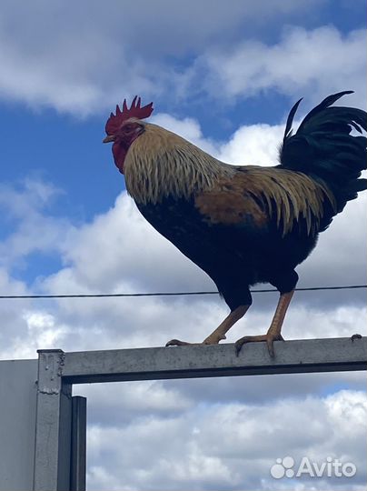 Продам петуха