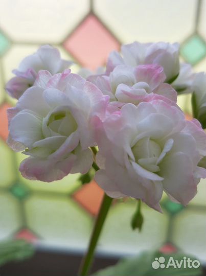 Пеларгония зональная Апрельский снег / April Snow