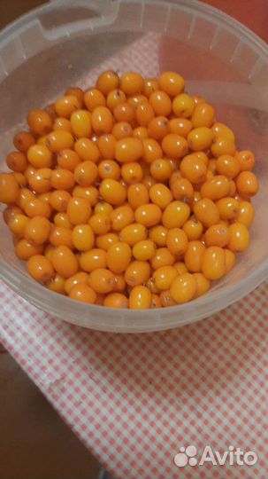 Саженцы облепихи