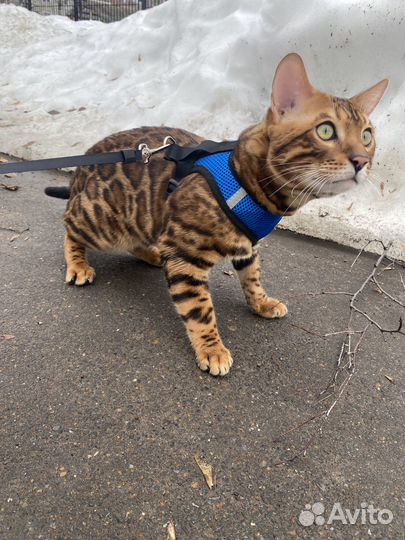 Бенгальский кот вязка