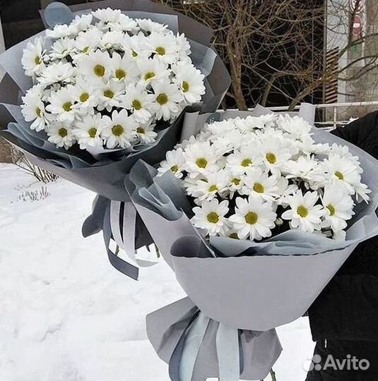 Хризантема