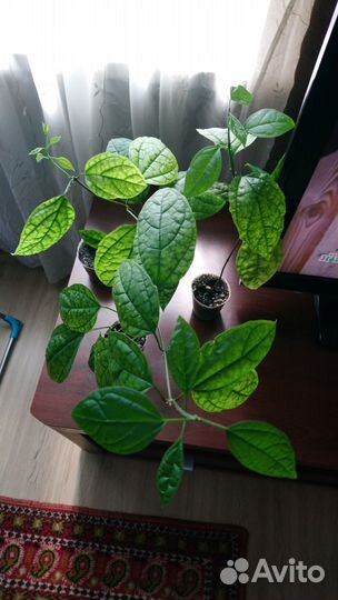 Клеродендрум Томпсона