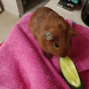 Морская свинка