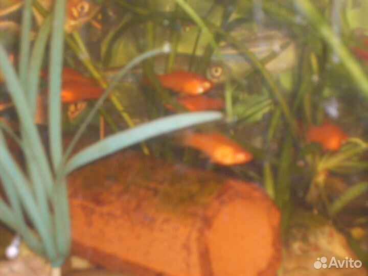 Продаю меченосцев