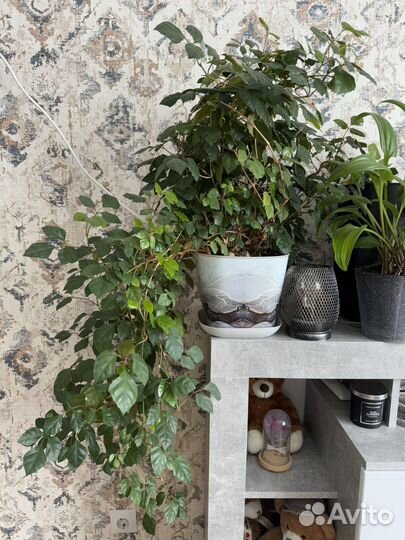 Комнатные растения