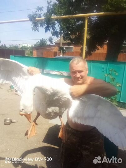 Гусята Линда