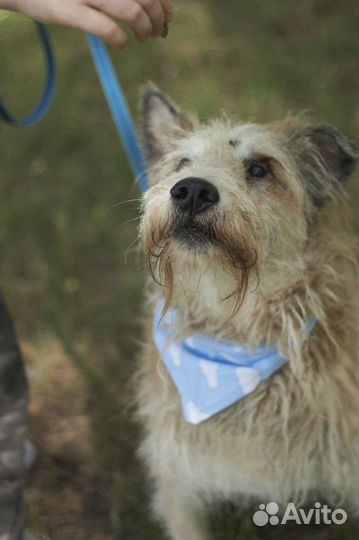 Собака из приюта ждет человека с большой душой