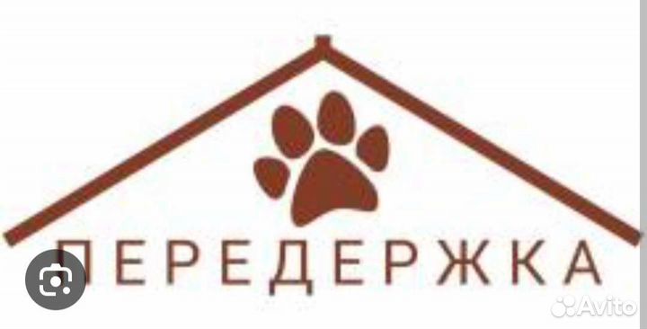 Передержка домашних животных. Гостиница