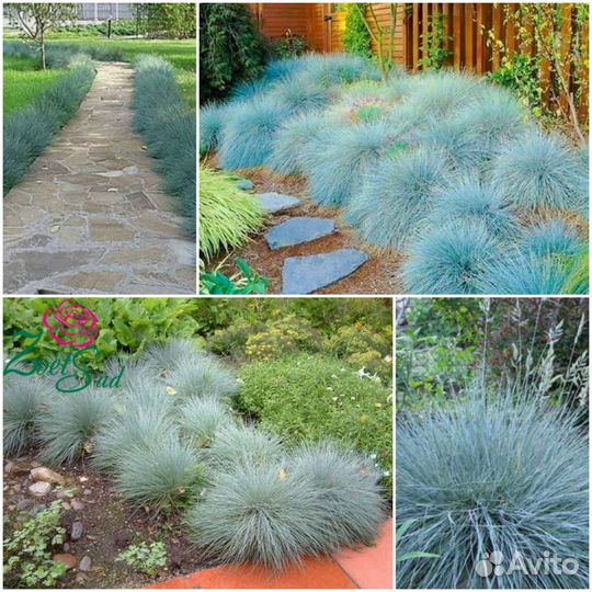 Овсянница и альпийская горка