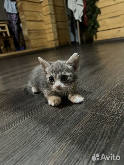 Котята
