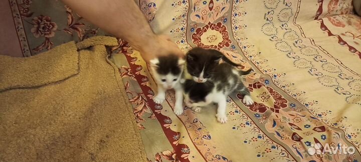 Кошки в добрые руки бесплатно