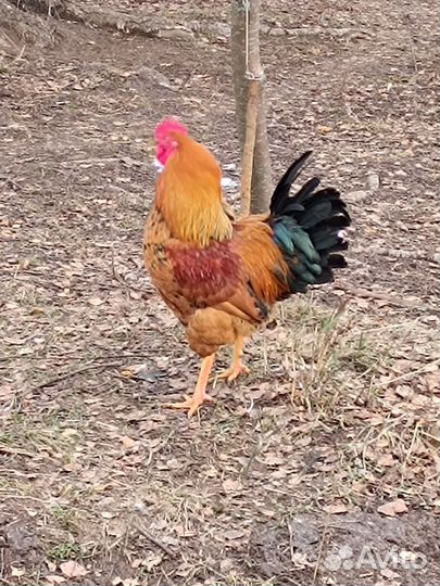 Петух кучинский юбилейный, возраст 10 месяцев