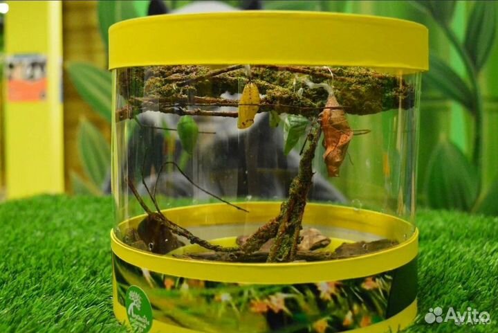 Детская Миниферма Тропических Бабочек ф/б-23