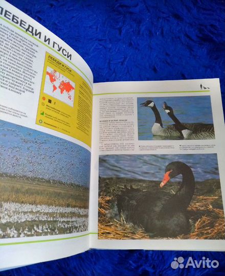 Энциклопедия для детей