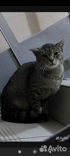 Кот под лестницей