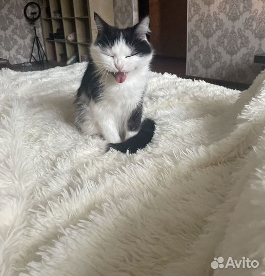 Очень ласковый кот в добрые руки, к лотку приучен