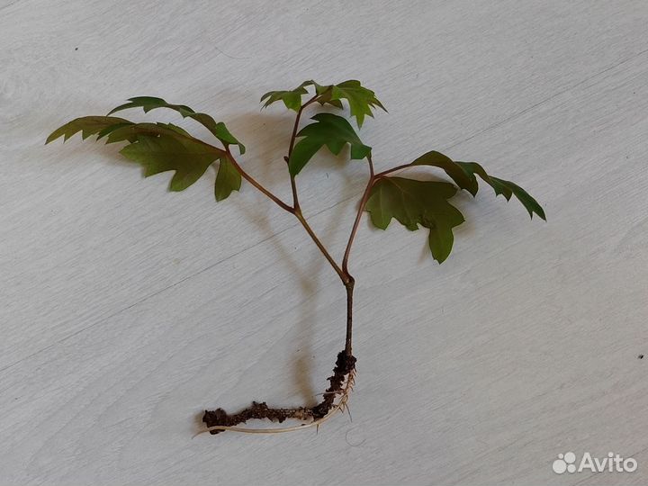 Циссус (березка)