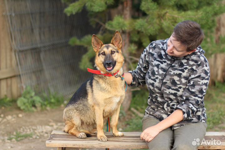 Корги-овчарка Ляля, маленькая ласкушка, в дар