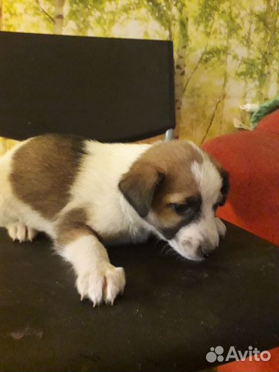 Щенки дворняжки мальчик и 2 девочки