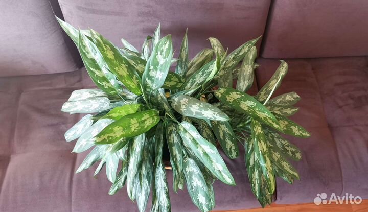 Аглаонема Трейба