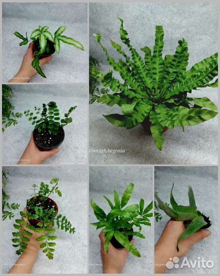 Папоротники