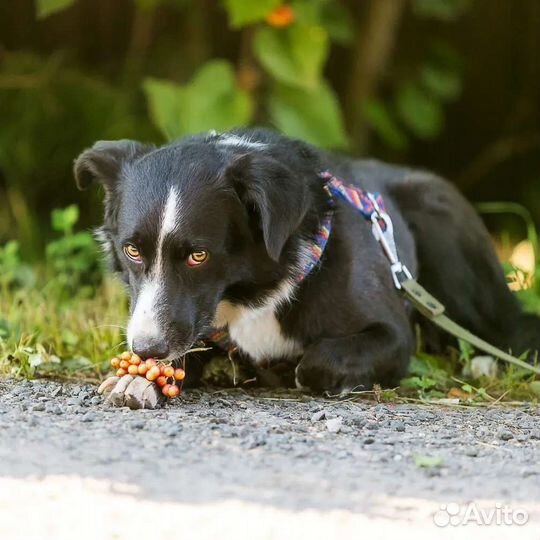 Собака в добрые руки отдам бесплатно