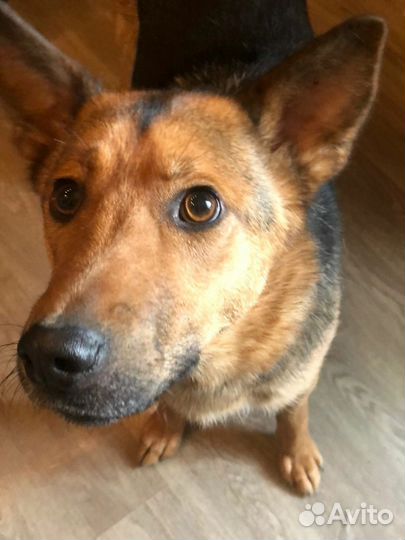 Собака Перси ищет дом