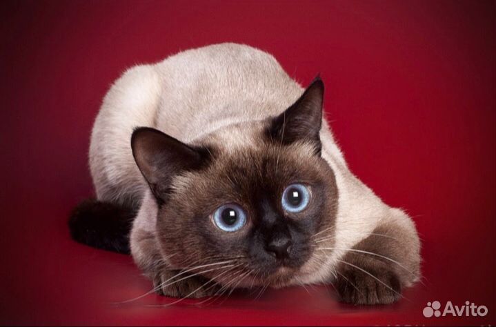 Вязка с тайским котиком