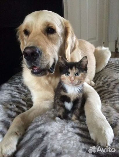 По уходу за животными