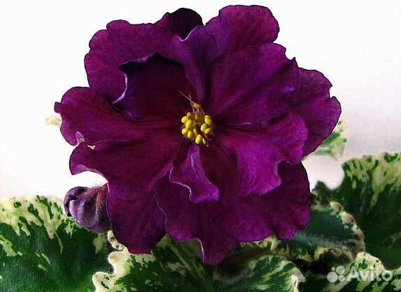 Фиалки. Детки