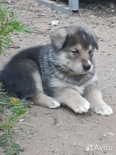 Отдам щенков в добрые руки