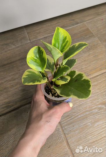 Комнатные растения 2