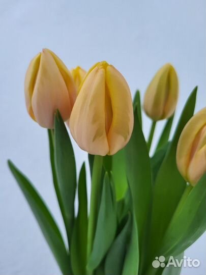 Тюльпаны к 8 марта оптом