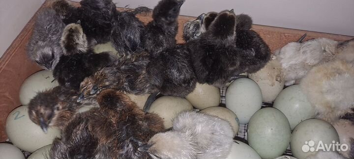 Ухейилюй и лакеданзии суточные и подрощенные