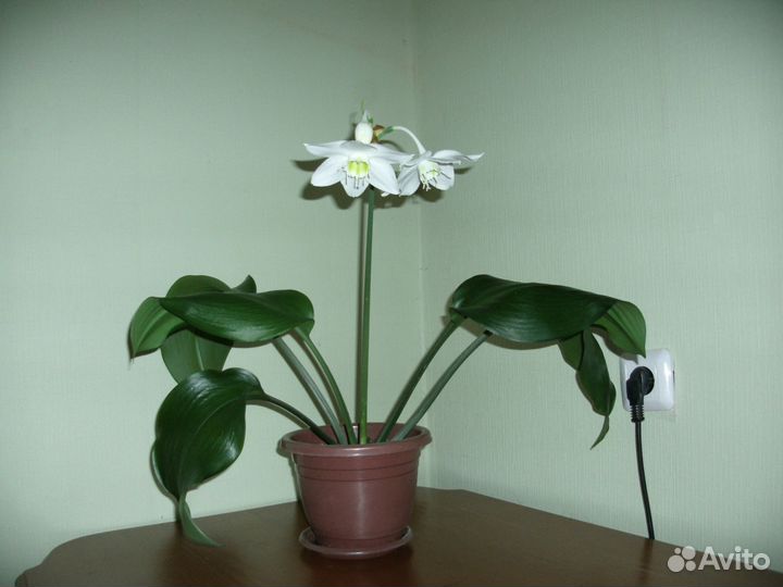 Эухарис (амазонская лилия)