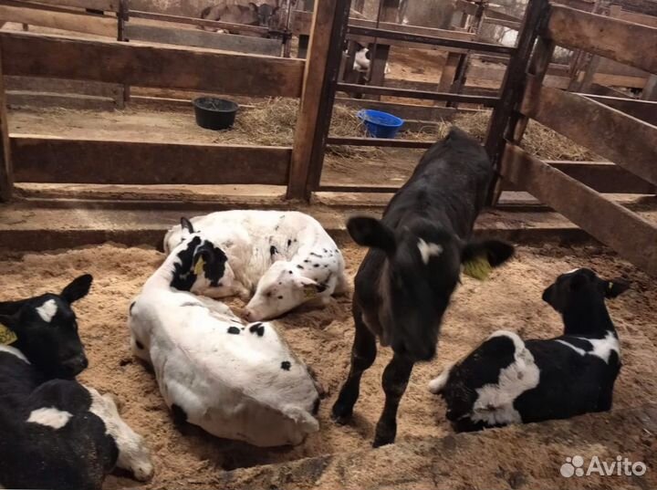 Телята доставка