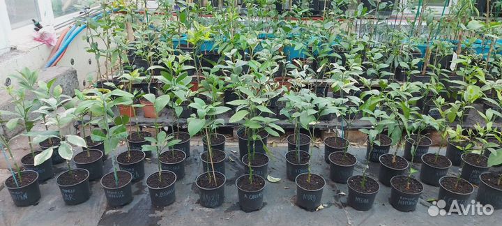 Привитые плодоносящие цитрусы редкие сорта