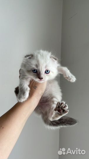 Шатланские вислоухие котята