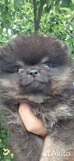 Шпиц мальчик мини