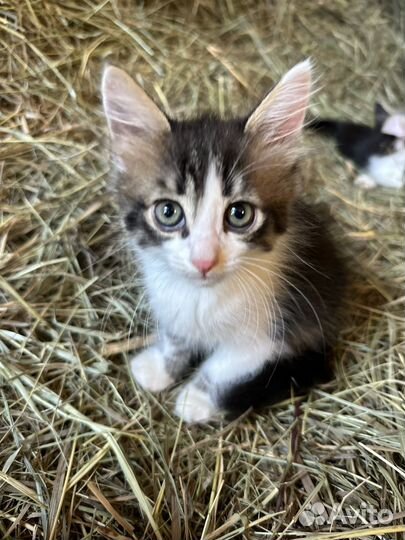 Котята в добрые руки бесплатно