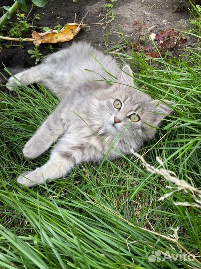 Кошки в добрые руки