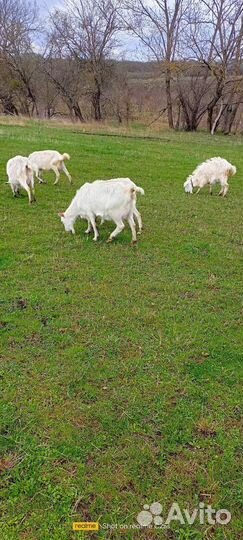 Дойные козы с козлятами