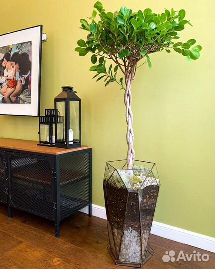 Кашпо, фикус Бенджамина