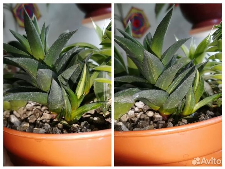 Суккуленты