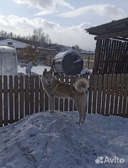 Лайка