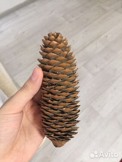 Шишки для творчества поделок