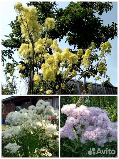 Интересные садовые многолетники