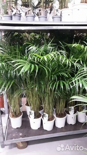 Комнатные растения цветы большие