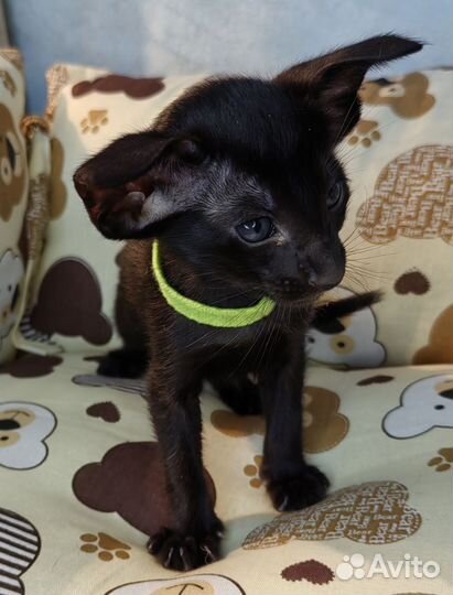 Ориентальные котята