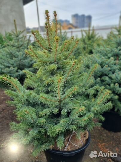 Ель пышная Глаука